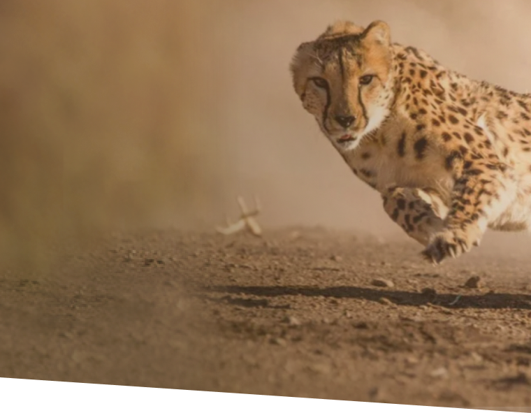 Обратная<br>транскриптаза<br>Magnus